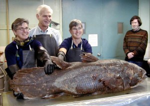 Preserved specimen of Latimeria chalumnae, from Smithsonian's National Museum of Natural History. Researchers are (left to right) Lynne Parenti, Curator of Fishes, Harry Grier, Research Associate, Susan Jewett, former Collection Manager and Jeffrey Clayton, Museum Specialist. Photograph by Sandra J. Raredon.