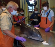 Experts from the Smithsonian and Maryland's Department of Natural Resources prepare to examine a dolphin that stranded along the Maryland coast. 